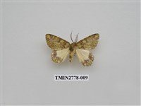 藏品(尺蛾348)的圖片